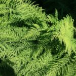 Cold Stream Farm Christmas fern plant