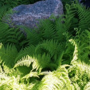 Cold Stream Farm planted Christmas fern