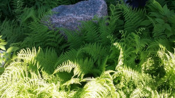 Cold Stream Farm planted Christmas fern