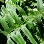 Cold Stream Farm Christmas fern leaf