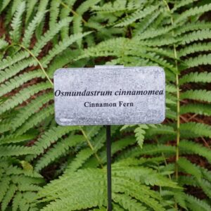 Cold Stream Farm cinnamon fern plant marker