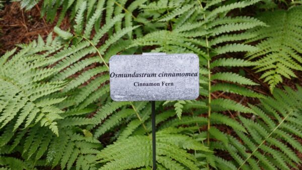 Cold Stream Farm cinnamon fern plant marker