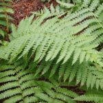 Cold Stream Farm cinnamon fern