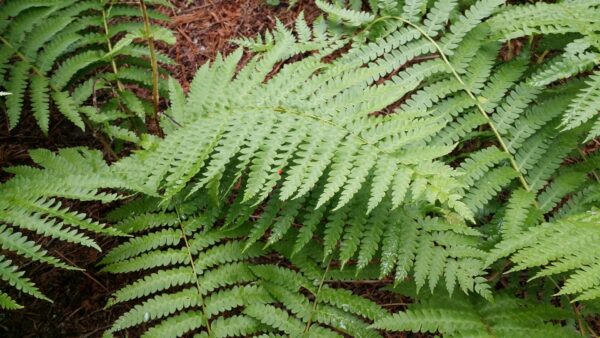 Cold Stream Farm cinnamon fern