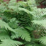 Cold Stream Farm cinnamon fern planted
