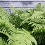 Cold Stream Farm large cinnamon fern