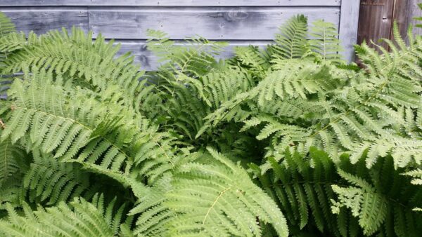 Cold Stream Farm large cinnamon fern