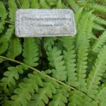 Cold Stream Farm planted cinnamon fern