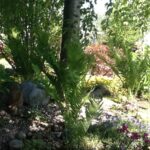 Cold Stream Farm cinnamon fern plant