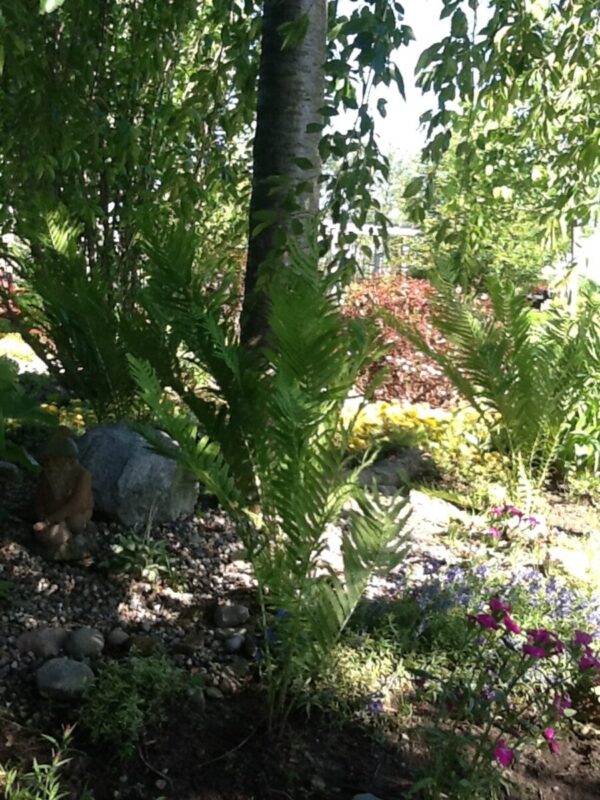 Cold Stream Farm cinnamon fern plant