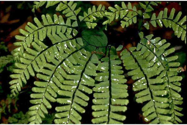 Cold Stream Farm maidenhair fern plant