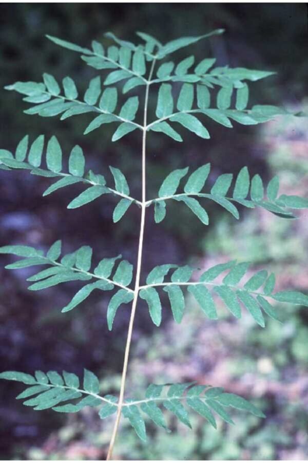 Cold Stream Farm royal fern