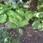 Cold Stream Farm marginal wood fern forest plant