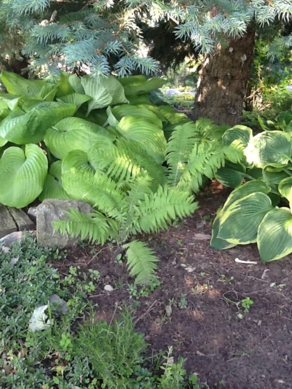 Cold Stream Farm marginal wood fern forest plant