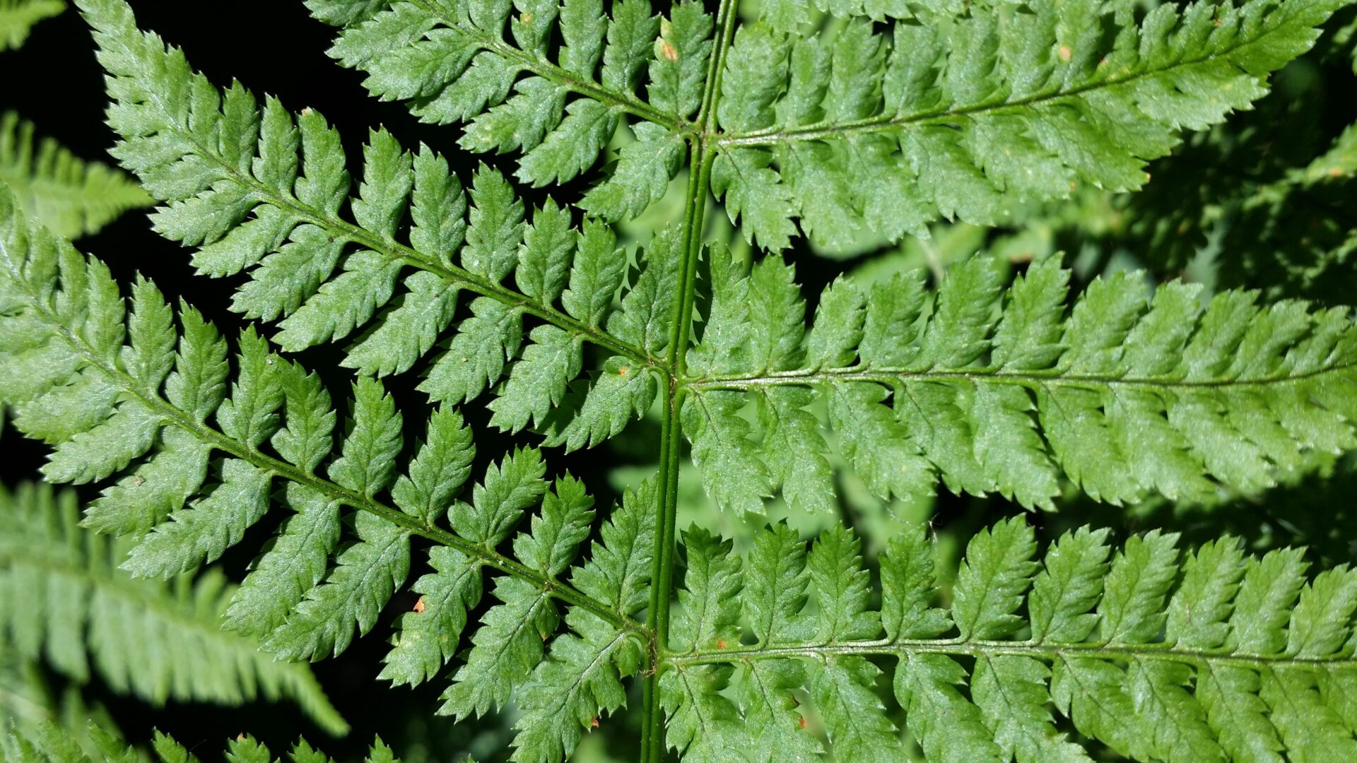 Marginal Wood Fern Dryopteris Marginalis Cold Stream Farm