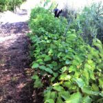 Cold Stream Farm hazelnut plants