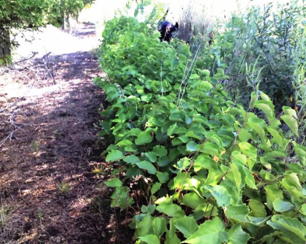 Cold Stream Farm hazelnut plants