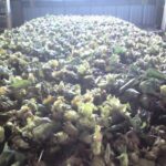 Cold Stream Farm hazelnut seed crop