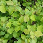 Cold Stream Farm hazelnut plant
