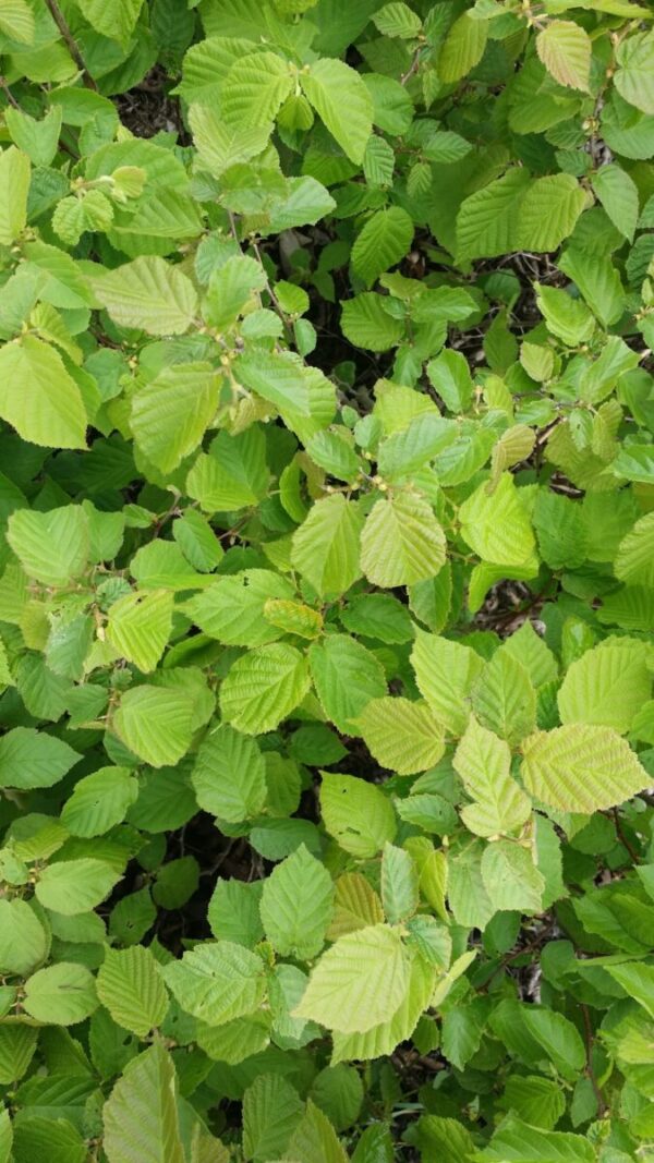 Cold Stream Farm hazelnut plant