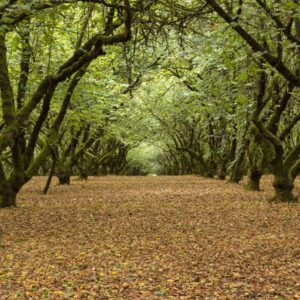 Cold Stream Farm hazelnut tree forest