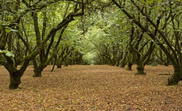 Cold Stream Farm hazelnut tree forest