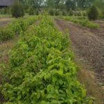 Cold Stream Farm hazelnut seed beds