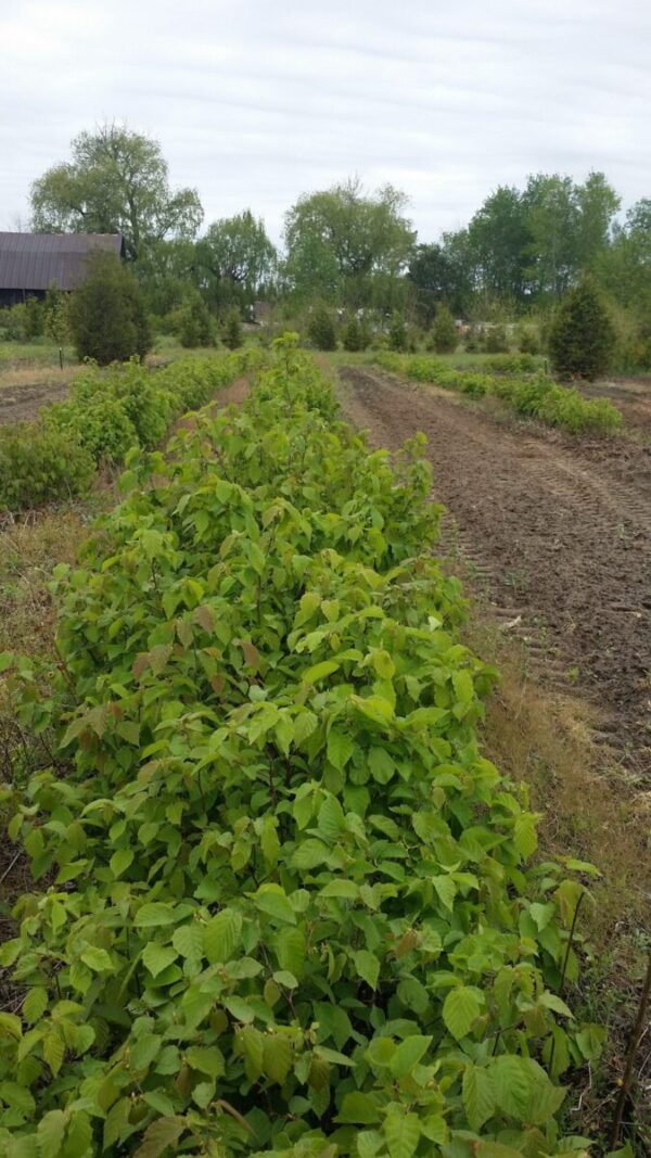 Cold Stream Farm hazelnut seed beds