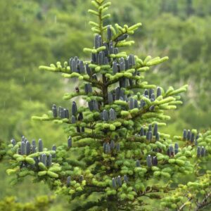 Balsam fir tree Cold Stream Farm