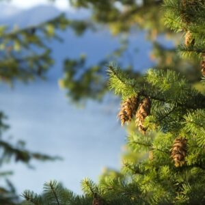 Douglas fir branch Cold Stream Farm