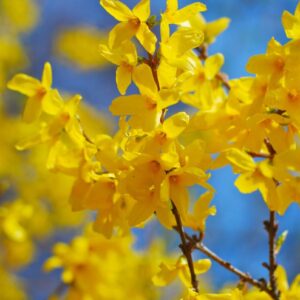 Cold Stream Farm forsythia lynwood gold flowers