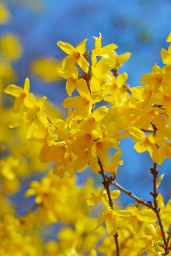 Cold Stream Farm forsythia lynwood gold flowers