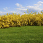 Cold Stream Farm forsythia lynwood gold hedges