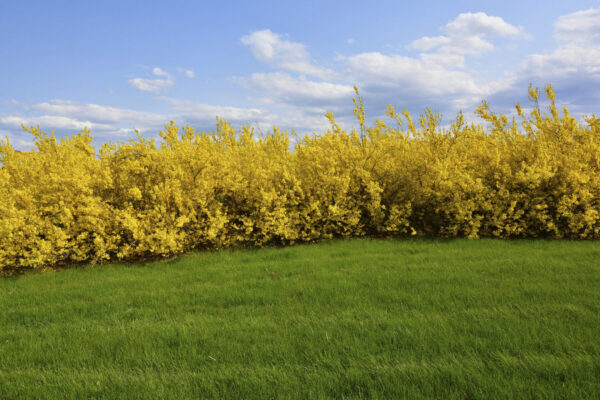 Cold Stream Farm forsythia lynwood gold hedges