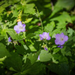 Cold Stream Farm wild flower geranium