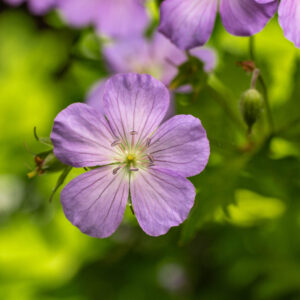 Cold Stream Farm wild geranium