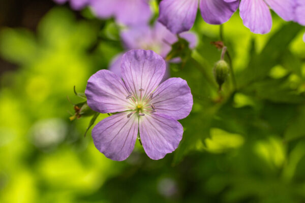 Cold Stream Farm wild geranium