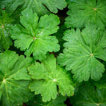 Cold Stream Farm geranium leaf