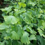 Cold Stream Farm ginkgo leaves