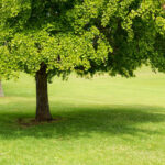 Cold Stream Farm ginkgo biloba tree foliage