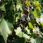 Cold Stream Farm wild grapes