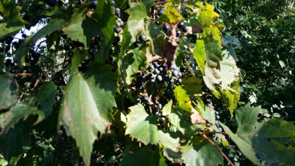 Cold Stream Farm wild grapes