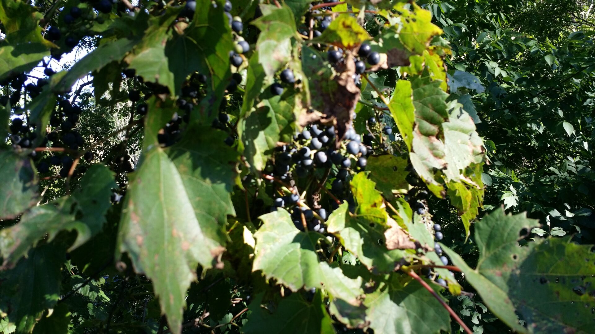 Vitis - Grape Vines