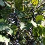 Cold Stream Farm wild grape vines