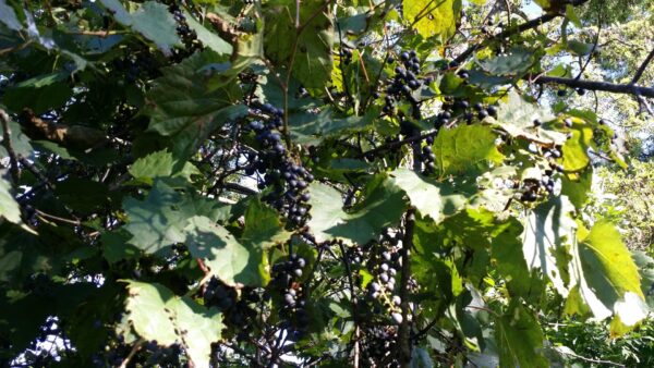 Cold Stream Farm wild grape vines