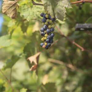 Cold Stream Farm wild berry harvest