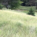 Cold Stream Farm beachgrass hillside