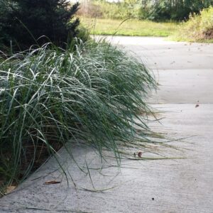 Cold Stream Farm beachgrass overgrown