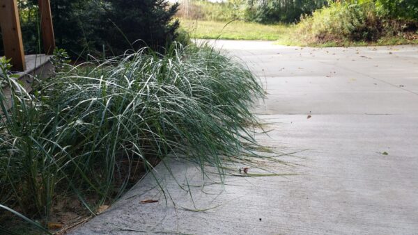 Cold Stream Farm beachgrass overgrown