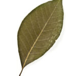 Cold Stream Farm black gum leaf
